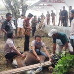 Sekretariat DPRD Provinsi Gorontalo Kurbankan 11 Ekor Sapi