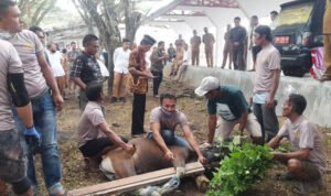 Sekretariat DPRD Provinsi Gorontalo Kurbankan 11 Ekor Sapi