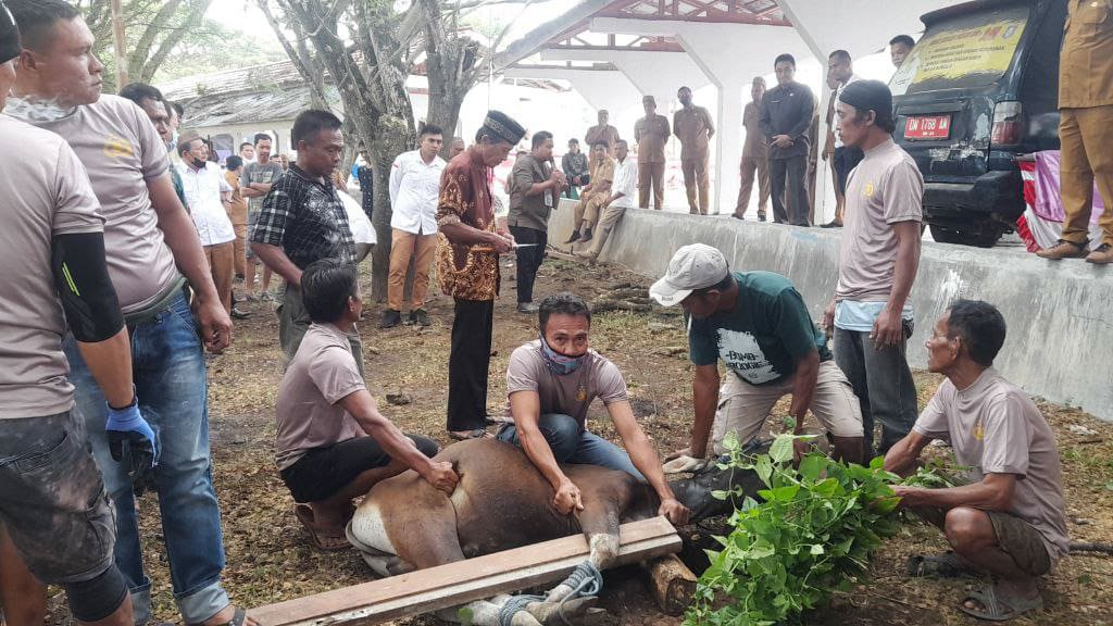 Sekretariat DPRD Provinsi Gorontalo Kurbankan 11 Ekor Sapi