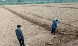 Lahan Perkebunan PT. Lebuni di Kecamatan Popayato