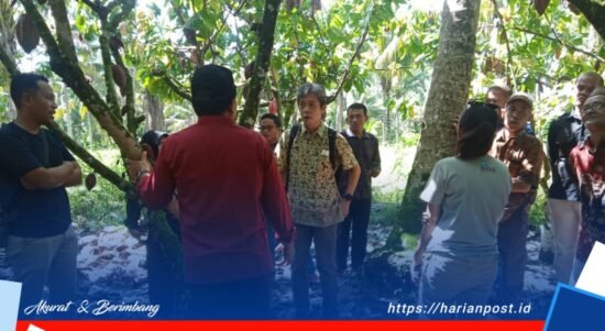 Asisten Manager Kanematsu Corporation, Shinzuke Yazaki, melihat langsung perkebunan kakao milik petani Taluditi, Desa Mekarti Jaya dengan didampingi Burung Indonesia, Wakil Ketua Komisi 2 DPRD Pohuwato Abdullah K. Diko, Kepala Baperlitbang Irfan Saleh dan Kepala Dinas Pertanian Kamri Alwi, Kamis, 20 Oktober, 2022.