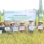 Penjabat Bupati(Penjabup) Boalemo, Hendriwan menghadiri panen padi Varietas Inpari IR Nutrizinc di desa Permata Kecamatan Paguyaman