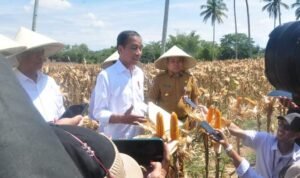Presiden Joko Widodo (Jokowi) melakukan panen jagung di Desa Kotaraja, Kecamatan Dulupi, Kabupaten Boalemo