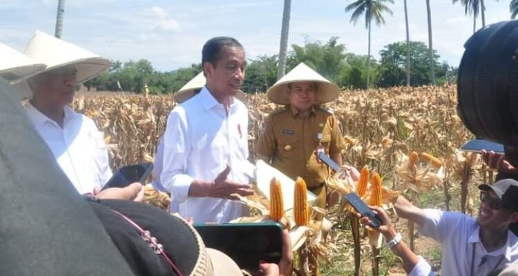 Presiden Joko Widodo (Jokowi) melakukan panen jagung di Desa Kotaraja, Kecamatan Dulupi, Kabupaten Boalemo