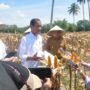 Presiden Joko Widodo (Jokowi) melakukan panen jagung di Desa Kotaraja, Kecamatan Dulupi, Kabupaten Boalemo