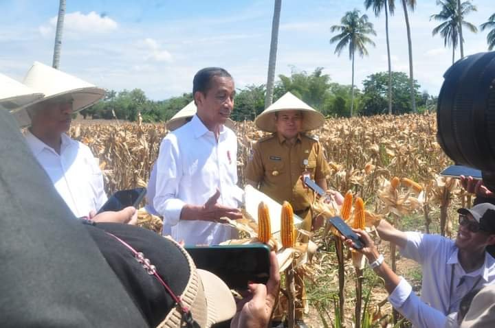 Presiden Joko Widodo (Jokowi) melakukan panen jagung di Desa Kotaraja, Kecamatan Dulupi, Kabupaten Boalemo