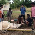 Kepala Puskesmas Popayato Barat Roy R. Abas saksikan penyembelihan hewan kurban