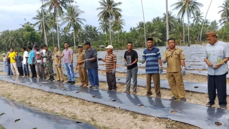 Proses penanaman cabai rawit program ketahanan pangan oleh TPKK Desa Dudewulo