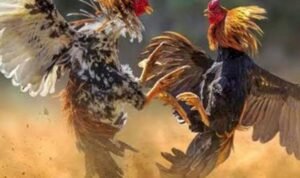 Ilustrasi judi sabung ayam (Sumber Istimewa)