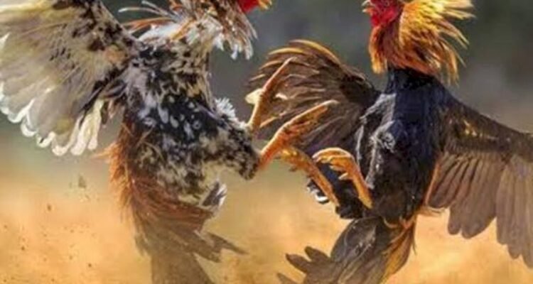 Ilustrasi judi sabung ayam (Sumber Istimewa)