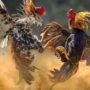 Ilustrasi judi sabung ayam (Sumber Istimewa)
