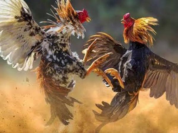 Ilustrasi judi sabung ayam (Sumber Istimewa)