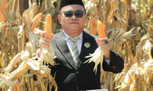 Ketua DPRD Pohuwato Beni Nento Ikut Panen Jagung usai Upacara HUT RI ke -80 di Kabupaten Pohuwato (Harianpost.id)