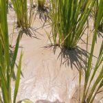 Sedimentasi pasir menumpuk di lahan sawah padi di Buntulia (Foto Harianpost.id)