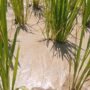 Sedimentasi pasir menumpuk di lahan sawah padi di Buntulia (Foto Harianpost.id)