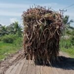 Potret Truk Tebu Melintasi Jalan Berlumpur di Tolangohula