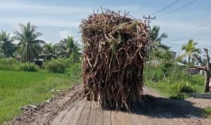 Potret Truk Tebu Melintasi Jalan Berlumpur di Tolangohula