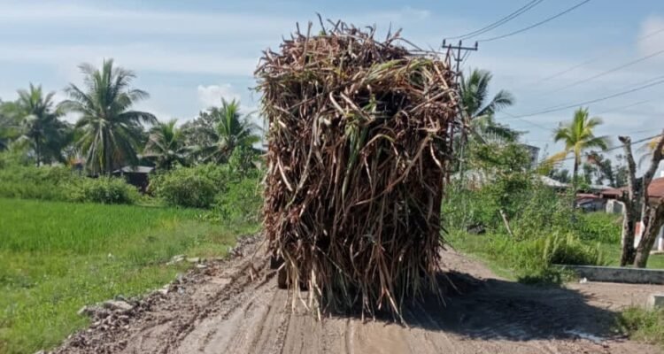 Potret Truk Tebu Melintasi Jalan Berlumpur di Tolangohula