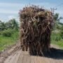 Potret Truk Tebu Melintasi Jalan Berlumpur di Tolangohula