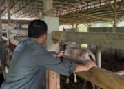 Bupati Rum Pagau kunjungi peternakan sapi modern di kabupaten Tanah Datar, Provinsi Sumatra Barat. Kamis 9 April 2026. (Foto: Mitro Nanto)