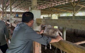 Bupati Rum Pagau kunjungi peternakan sapi modern di kabupaten Tanah Datar, Provinsi Sumatra Barat. Kamis 9 April 2026. (Foto: Mitro Nanto)