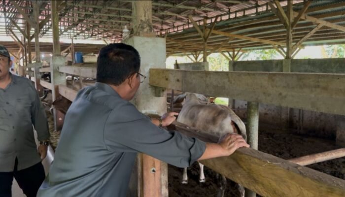 Boalemo Bakal Kembangkan Peternakan Sapi Modern Terintegrasi