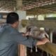 Boalemo Bakal Kembangkan Peternakan Sapi Modern Terintegrasi