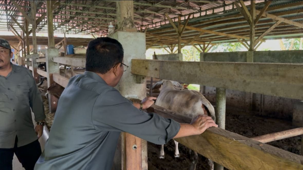 Bupati Rum Pagau kunjungi peternakan sapi modern di kabupaten Tanah Datar, Provinsi Sumatra Barat. Kamis 9 April 2026. (Foto: Mitro Nanto)
