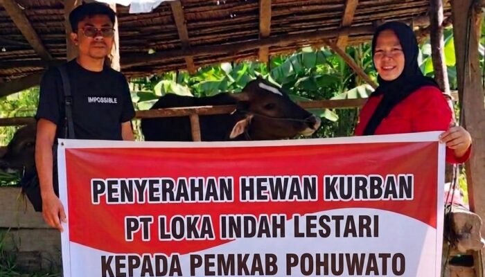 Rayakan Iduladha 1447 H, PT Loka Indah Lestari Serahkan Hewan Kurban ke Pemkab Pohuwato