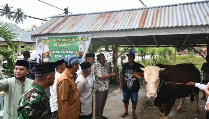Breaking News: Sapi Kurban Presiden Tiba di Boalemo