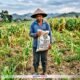 Benih Beli Sendiri, Pupuk Langka: Petani Jagung Boalemo Terancam Gagal Panen