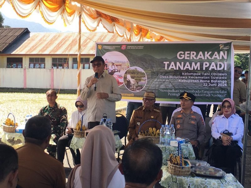 kegiatan Gerakan Tanam Padi bersama Kelompok Tani Ohilawa, Desa Boludawa, Kecamatan Suwawa, Senin, 22 Juni 2026.