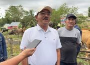 Angin Segar dari Pusat, Kementan Bikin Mimpi Boalemo Jadi Sentra Sapi Unggul Makin Nyata