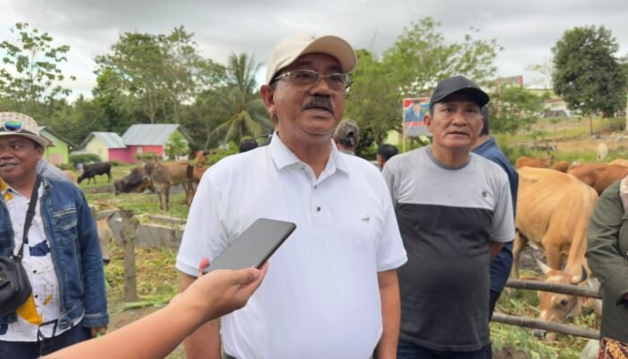Angin Segar dari Pusat, Kementan Bikin Mimpi Boalemo Jadi Sentra Sapi Unggul Makin Nyata
