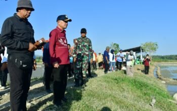 Bupati Pohuwato, Saipul A. Mbuinga (Kemeja merah) didampingi Kadis Pertanian, bersama Anggota TNI, Pemerintah Kecamatan, Penyuluh Pertanian Hadiri Tanam Serempak (Gertam) Padi dengan metode Pertanian Modern Advanced Agricurtural System atau PM-AAS, Kamis, 30 Juli 2026, di Persawahan Buntulia Utara, Kecamatan Buntulia.