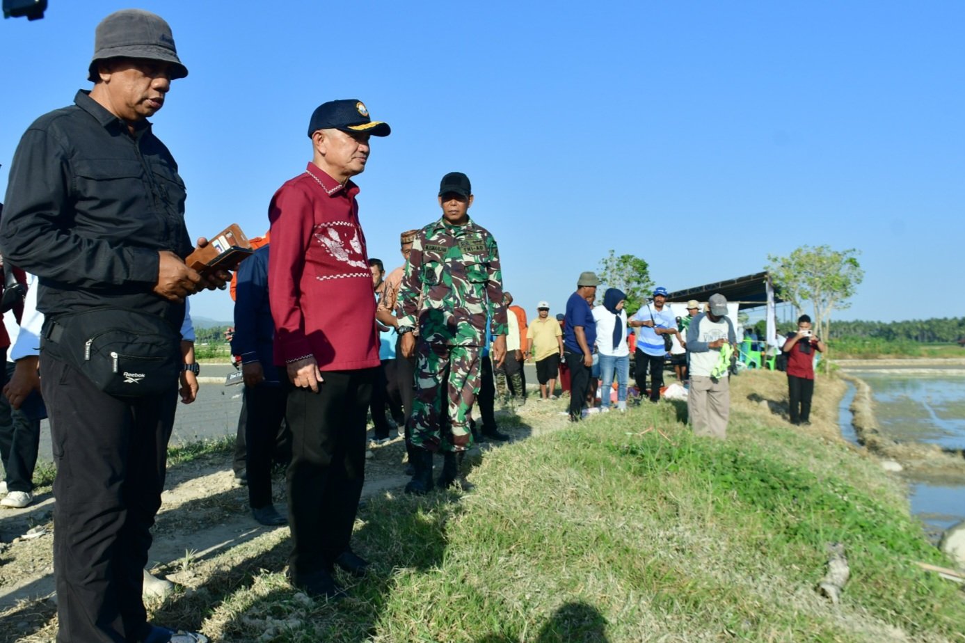 Bupati Pohuwato, Saipul A. Mbuinga (Kemeja merah) didampingi Kadis Pertanian, bersama Anggota TNI, Pemerintah Kecamatan, Penyuluh Pertanian Hadiri Tanam Serempak (Gertam) Padi dengan metode Pertanian Modern Advanced Agricurtural System atau PM-AAS, Kamis, 30 Juli 2026, di Persawahan Buntulia Utara, Kecamatan Buntulia.
