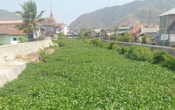 Tumbuhan Eceng Gondok Tutupi Permukaan Air Sungai