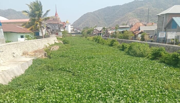 Eceng Gondok Ancam Sungai Bulango