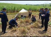 Heboh! Warga Boalemo Temukan Rangka Manusia di Lahan Tebu