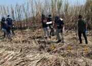 Misteri Kerangka Manusia di Perkebunan Tebu Boalemo, Sandal Wanita dan HP Jadi Petunjuk