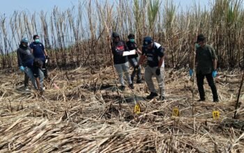 Misteri Kerangka Manusia di Perkebunan Tebu Boalemo, Sandal Wanita dan HP Jadi Petunjuk