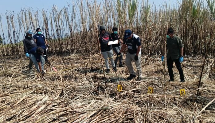 Misteri Kerangka Manusia di Perkebunan Tebu Boalemo, Sandal Wanita dan HP Jadi Petunjuk
