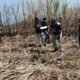Misteri Kerangka Manusia di Perkebunan Tebu Boalemo, Sandal Wanita dan HP Jadi Petunjuk