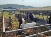 Pemkab Boalemo Siapkan 12 Sapi Unggul untuk Proyek Percontohan Inseminasi Buatan.(Foto: Pei)