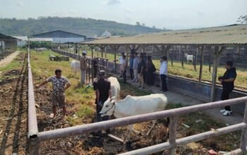 Pemkab Boalemo Siapkan 12 Sapi Unggul untuk Proyek Percontohan Inseminasi Buatan.(Foto: Pei)