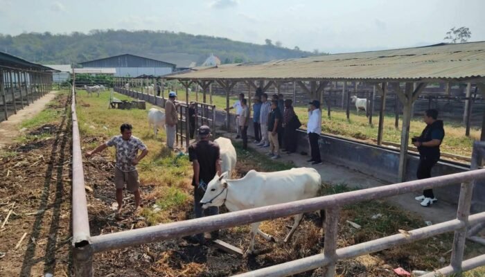 Demi Genetik Ternak Berkualitas, Bupati Boalemo Sambangi Karantina Pantoloan