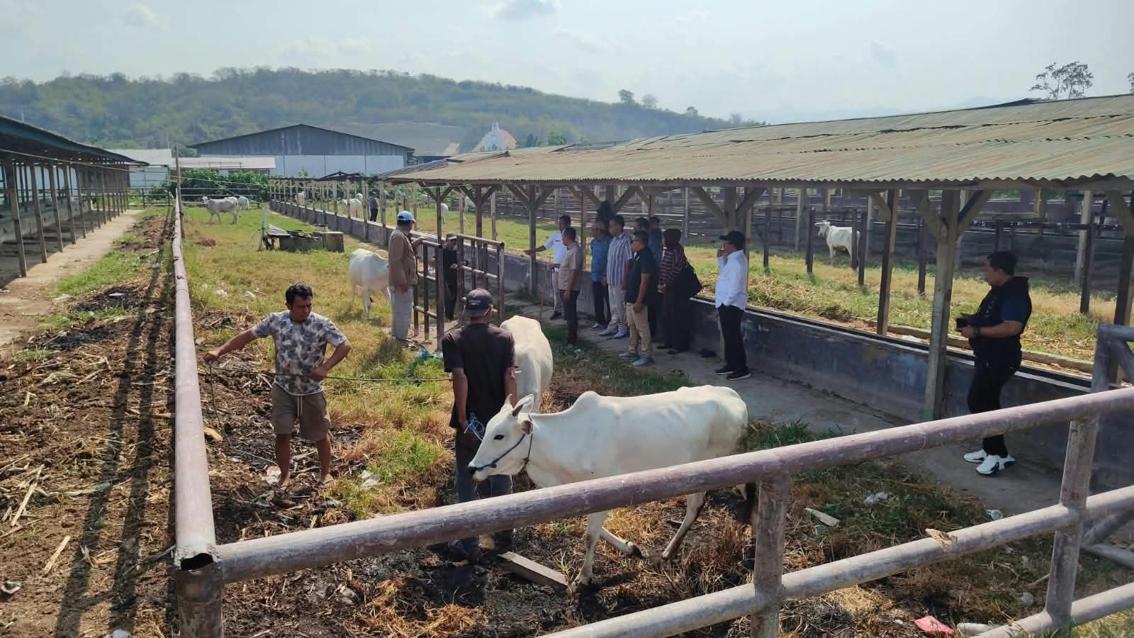 Pemkab Boalemo Siapkan 12 Sapi Unggul untuk Proyek Percontohan Inseminasi Buatan.(Foto: Pei)